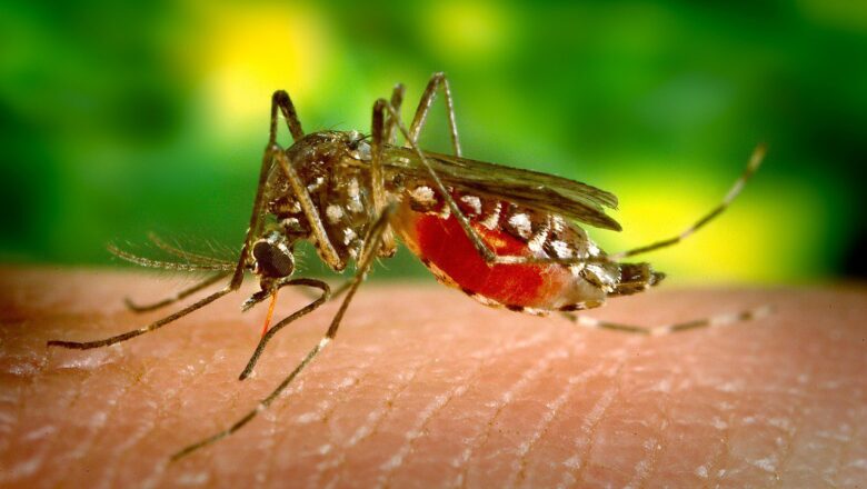 Что делать, если вас искусали комары? 10 советов