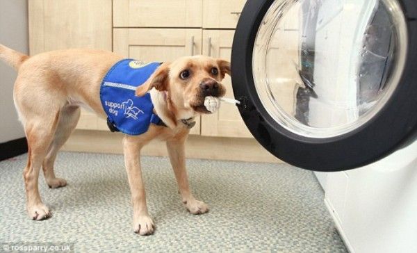 Стиральная машина для инвалидов Woof to Wash управляется служебными собаками