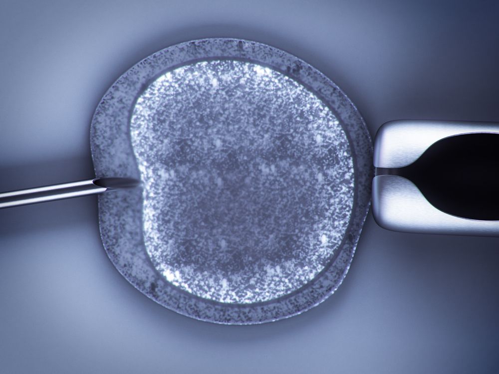 Ученые создали эмбрион человека из стволовых клеток
