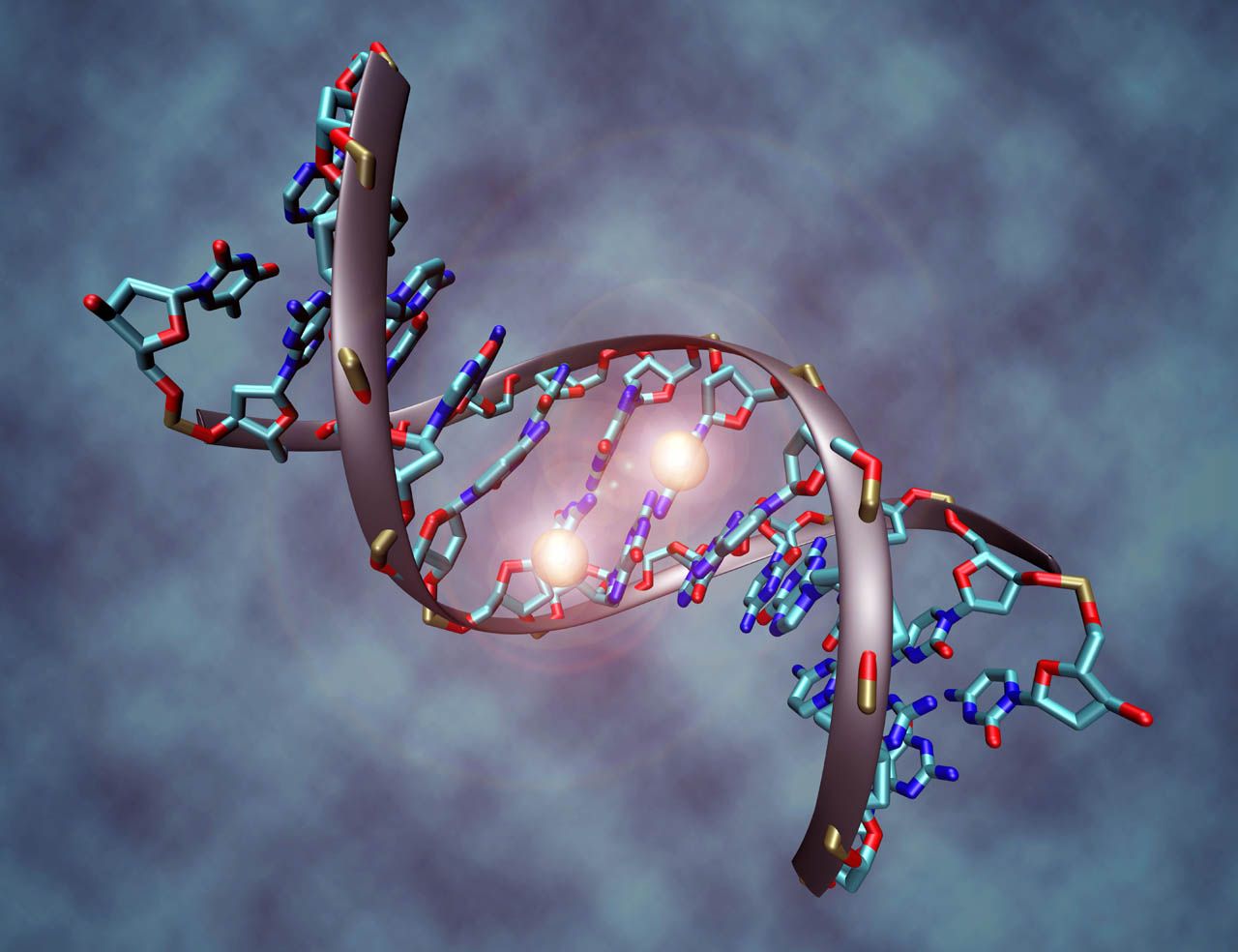 Генетическая коррекция мышечной дистрофии Дюшена при помощи нуклеаза белкового домена «цинковые пальцы»
