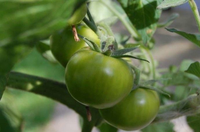 Poleznyi-li-zelenyie-pomidoryi