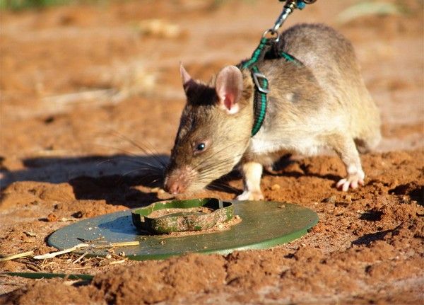 HeroRAT – крысы-герои, которые спасают человеческие жизни. Источник фото: Zooland