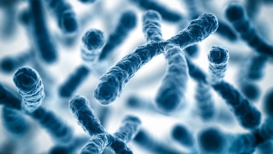 Опосредованный перенос стволовыми клетками человеческой искусственной хромосомы улучшает мышечную дистрофию.