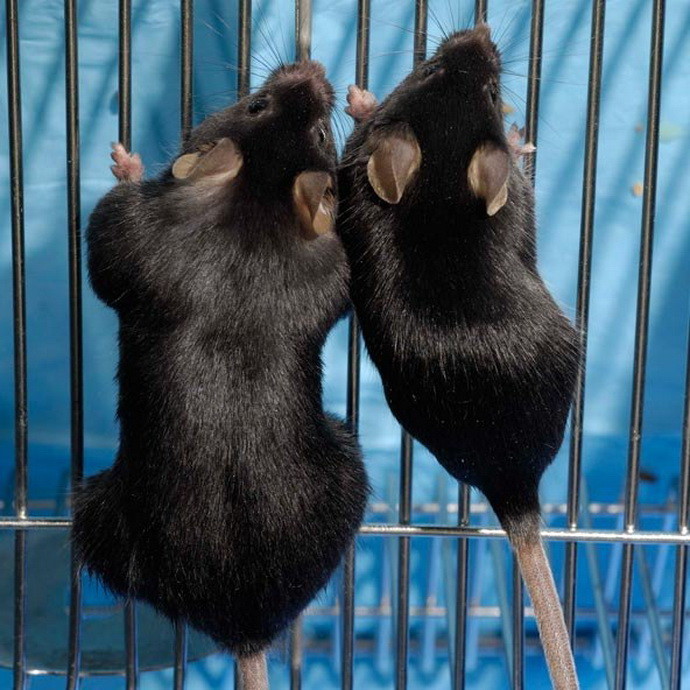 Мыши-с-нормальным-и-отключенным-миостатином