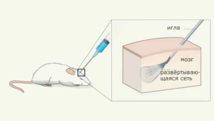 Учёные успешно развернули электронную сетку в мозгу лабораторной мыши (иллюстрация Lieber Research Group, Harvard University). 