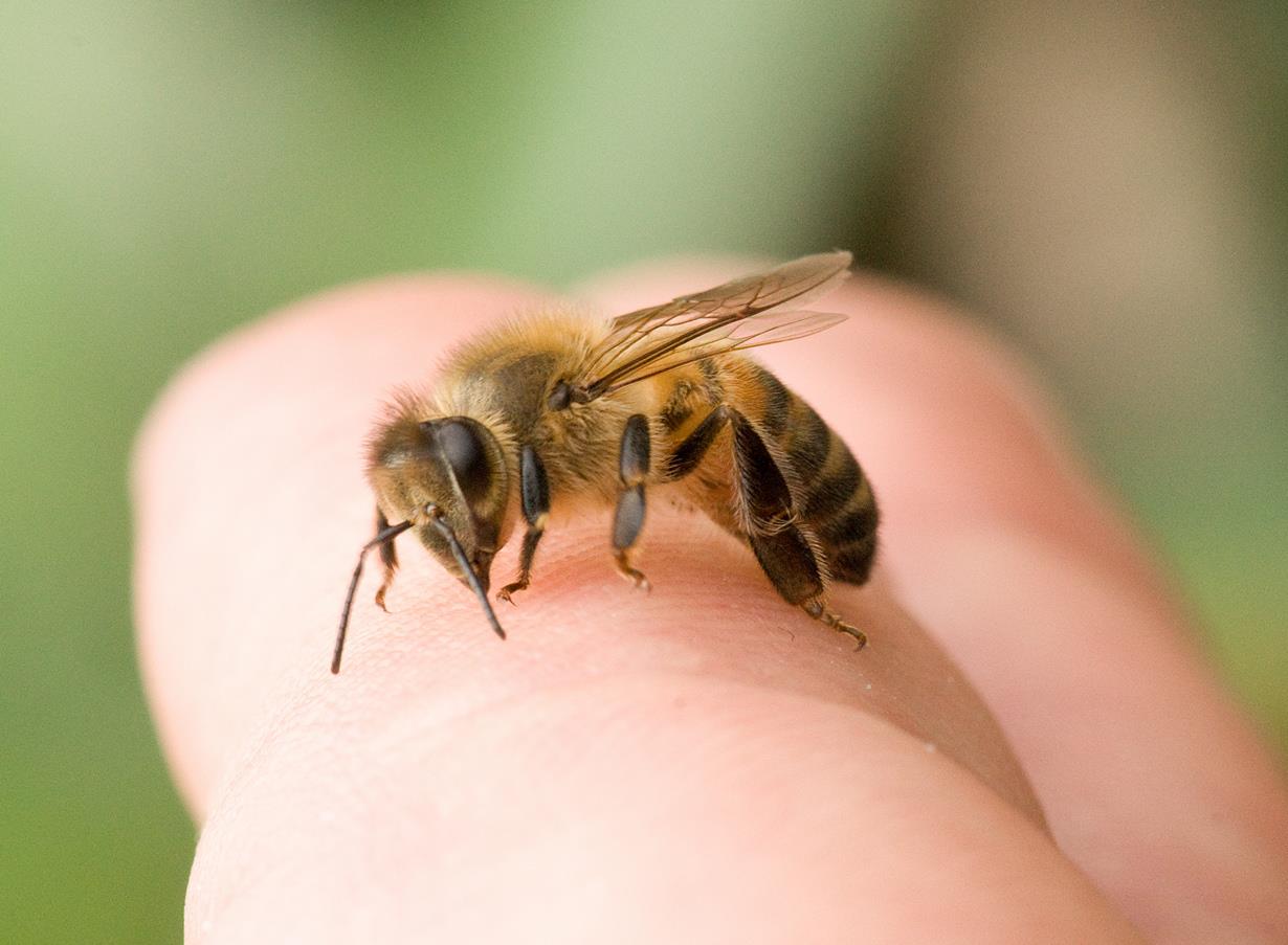 «Жалеть», а не «жалить». Апитерапия: что лечат пчелиным ядом?