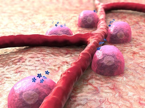 B-клетки, производящие аутоантитела для борьбы с аутоиммунными заболеваниями. Фото: Shutterstock