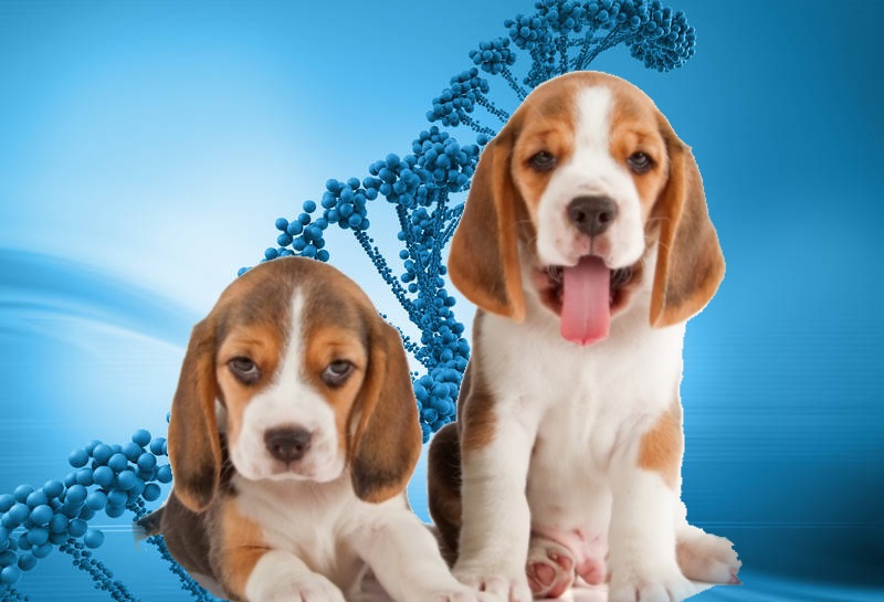 Генная терапия восстанавливает все мышцы у собак с миодистрофией