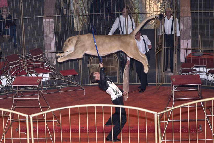 Дрессировщик тигров, который лишился ног, спасая человека на трассе, вернулся на арену цирка