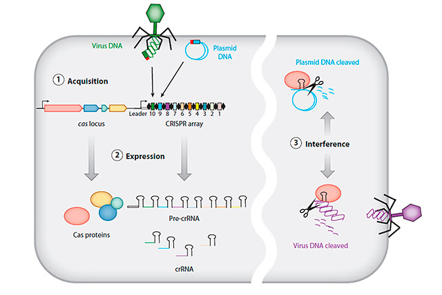 Схематическое изображение системы CRISPR/Cas (Annual Review of Genetics)
