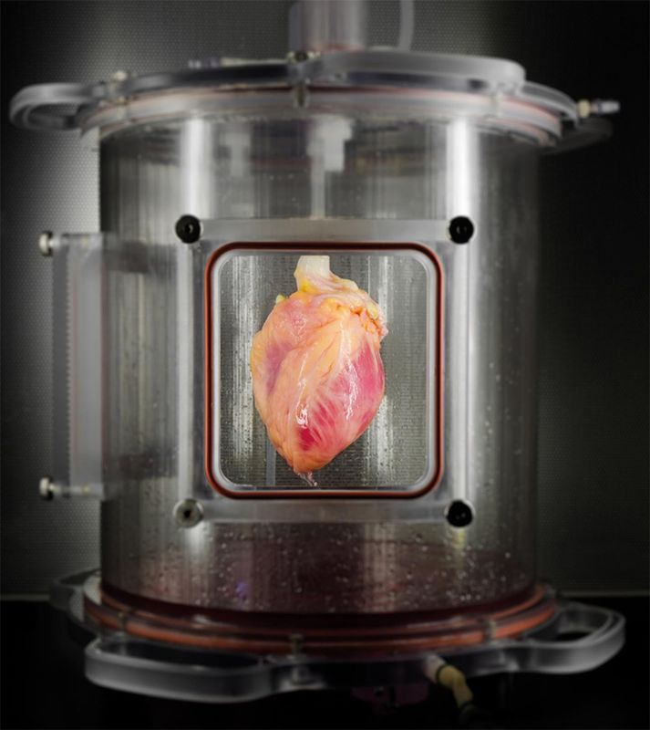 Частично восстановленное сердце в биореакторе. Фото: Bernhard Jank, MD, Ott Lab, Center for Regenerative Medicine, Massachusetts General Hospital / cnet.com 