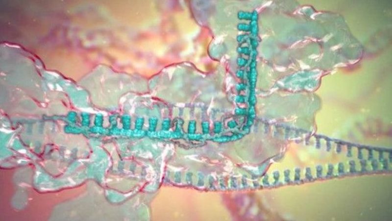 С помощью CRISPR ученые смогут вмешиваться в ДНК 
