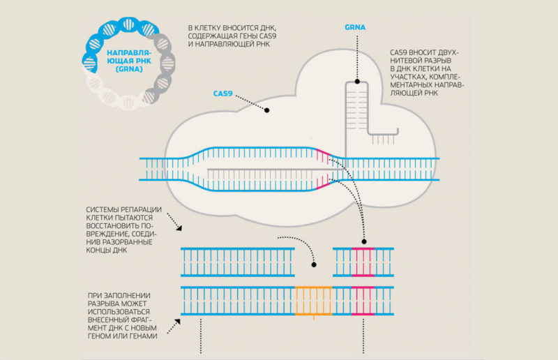 Отредактировать и нокаутировать Самый непосредственный способ использовать работу CRISPR/Cas9-систем — получение нокаутных линий лабораторных животных. Для этого даже «редактировать» ничего не надо, достаточно внести в клетку нуклеазу Сas9 и указать ей нужное место с помощью направляющей РНК. Белки систем репарации могут восстановить двухнитевой разрез неспецифически, что приведет к появлению нефункциональной, «нокаутированной» формы гена. Если же мы «скормим» этим белкам подходящий фрагмент ДНК, они встроят его на освободившееся место, заменив старый ген.