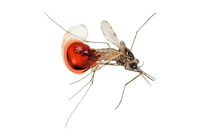  Кишечник этого комара из лаборатории Энтони Джеймса заполнен кровью коровы. Подобные насекомые способны переносить вирус Зика и лихорадку денге, но можно модифицировать их геном по CRISPR-технологии так, что потомство измененных особей окажется стерильным. 
