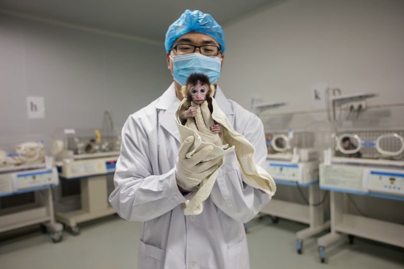 Чжоу Инь из лаборатории Университета Юньнани в Куньмине, изучающий приматов, показывает молодого яванского макака, выращенного из эмбриона, который был модифицирован по CRISPR-технологии. Ученые уже отредактировали геномы представителей десятков различных видов — от кур и коров, грибов и пшеницы до сомов и декоративных карпов кои, — чтобы наделить их носителей требуемыми признаками. На очереди множество других видов. 