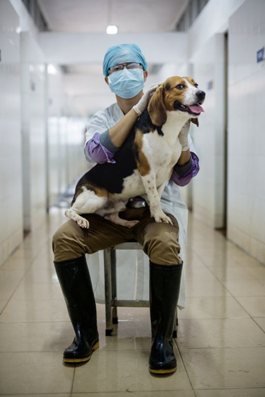  Лон Хайбинь, сотрудник Института фармацевтических исследований в Гуанчжоу, гладит бигля Тяньгу — одну из двух собак, выращенных из эмбрионов, чей геном был отредактирован для увеличения мышечной массы животного вдвое. Подобные эксперименты позволяют ученым лучше понять механизмы возникновения мышечной дистрофии у человека.
