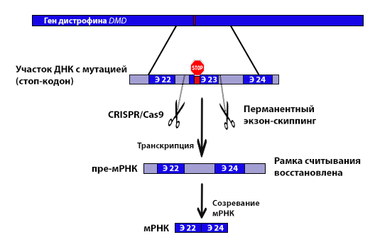 Рис. 3. Схема CRISRR/Cas9-опосредованного перманентного экзон-скиппинга.