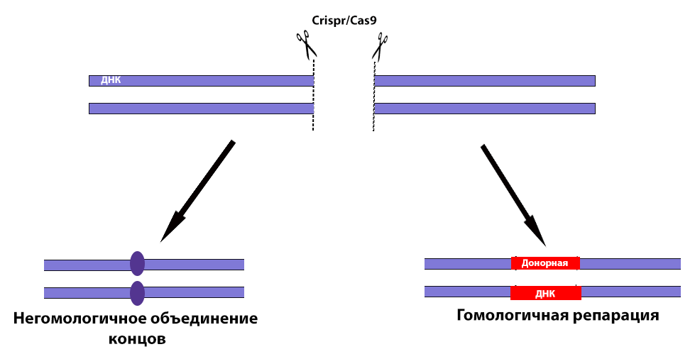 Рис 2. Типы восстановления ДНК после разреза CRISPR/Cas9