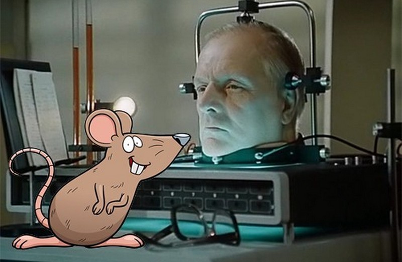 Пересадка головы возможна: доказано на крысах