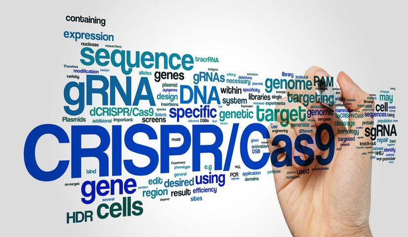 Одна инъекция CRISPR/Cas9 избавила мышей от миодистрофии