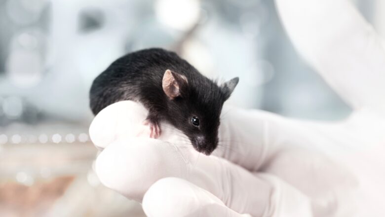 Комбинированная терапия с использованием нескольких препаратов и перепрофилирование биомаркеров у мышей MDX, модели миодистрофии Дюшенна