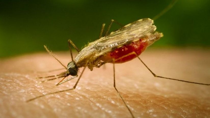 Возбудителями малярии являются простейшие из рода Plasmodium. Эти паразиты распространяются малярийными комарами, кусающими человека.