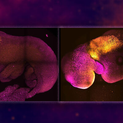 Полноценный зародыш мыши впервые вырастили из стволовых клеток