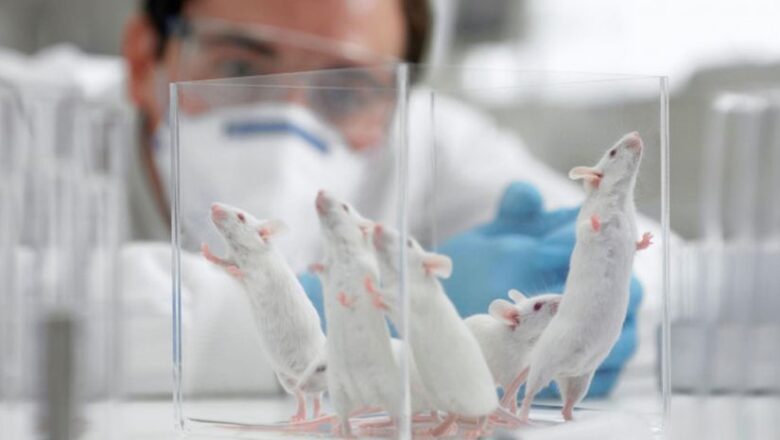 Следите за мышами: что будет с лекарством за два миллиона долларов после отзыва ключевой статьи