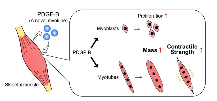 Воздействие PDGF-B на стволовые и дифференцированные мышечные клетки. Изображение: Tokyo Metropolitan University