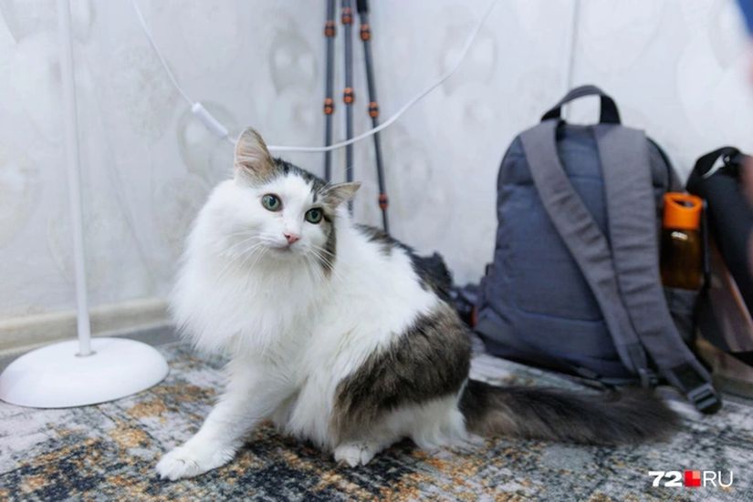 — Это кот Паши, — говорит Елена, — он забирается и спит с ним на кровати, очень любит его.Источник: Ирина Шарова / 72.RU